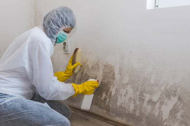 Best Mold Removal Near Me  in Angier, NC