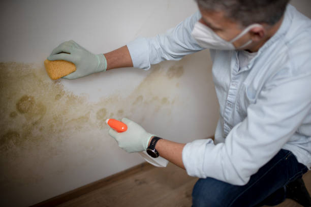 Best Mold Cleaning Services  in Angier, NC