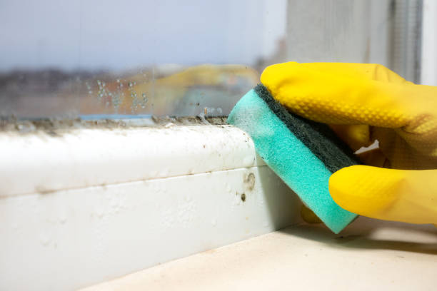 Best Mold Cleaning Services  in Angier, NC