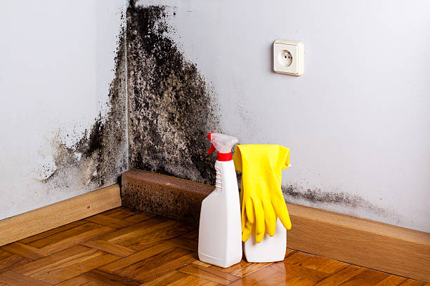 Best Mold Removal Company Near Me  in Angier, NC